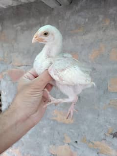 Aseel chicks (03410429985)