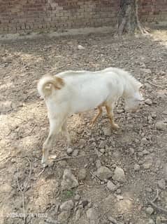 Teddy goats pair with kid