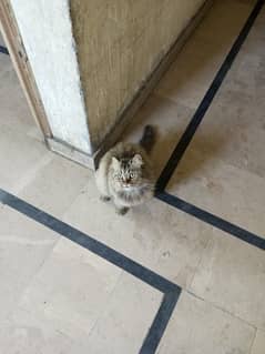Cat For sale