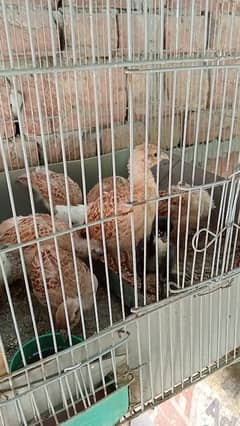 Irani checks for sale