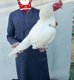 herra paper white aseel pair white ke guarantee ho gai