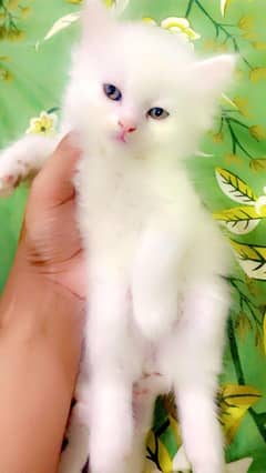 45 days kittens each kitten price is 8000rs