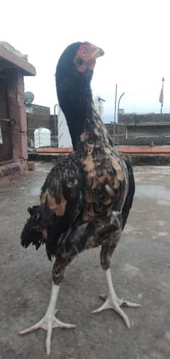 Aseel female for sale