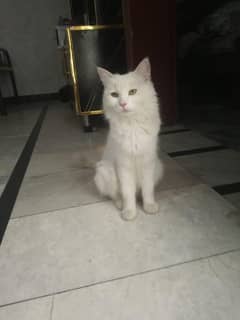 Persian cat for sale