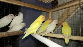 Albino red eye cremion decino etc lovebirds exchange possible