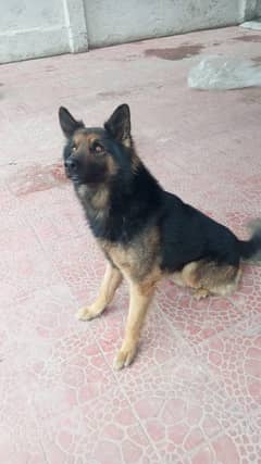 Rocky Urgent sell