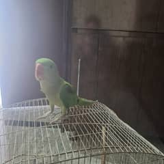 Raw parrot