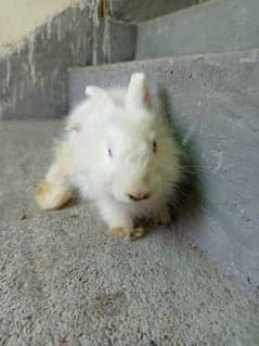 rabbit