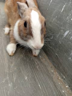 rabbit
