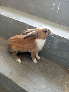 rabbit