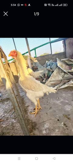 jarman shamo egg lawing female foresale