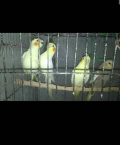 5 pieces cockatiel