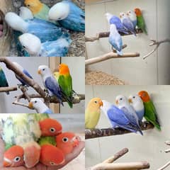 Fisher Parrots breeder pair | Fisher Parrots for sale | Parrots