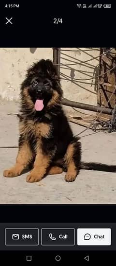 German shepherd puppies