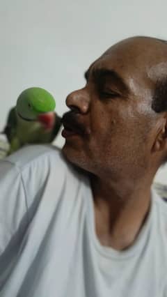Raw Parrot Hand Trained