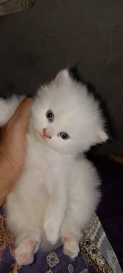 Persian Kittens / Punch Face Kittens / Kittens For Sale