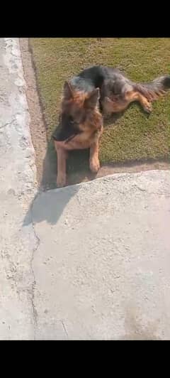 Garman shepherd Female
