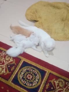 Persian beautifull kitten