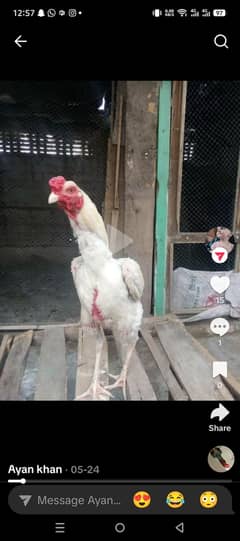 best chick male female