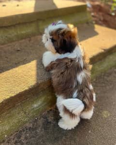 Shitzu male puppy