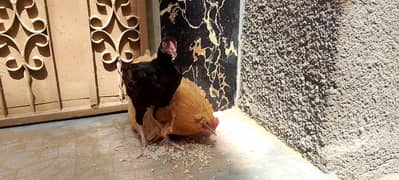Heavy Buff murgi or Aseel murgi urgent for sale