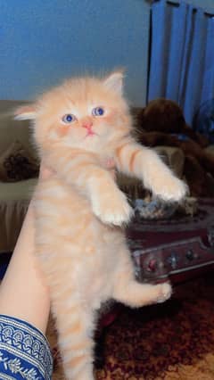 Persion kitten