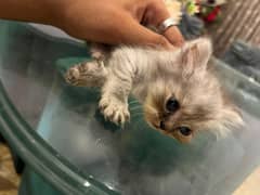 Parsian kitten
