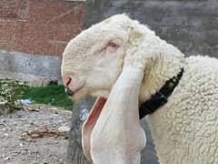 kajla