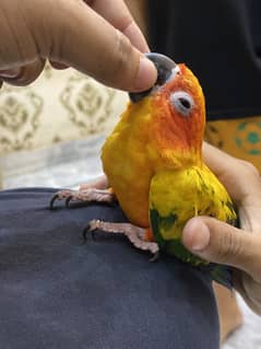 Sun conure age 18 months