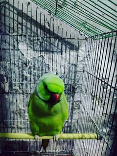 Breading pair of Green ring net parrot with cage