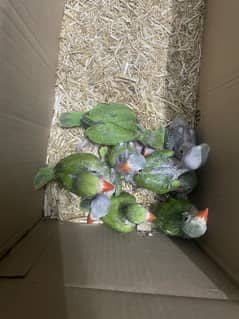 Green Parrot Chicks