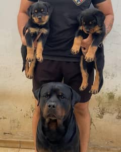 rottweiler puppies available