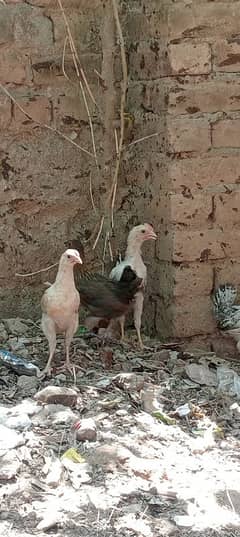 4chicks/
