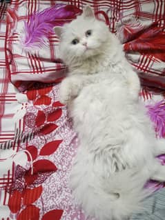 blue eyed vaccinated Persian cat