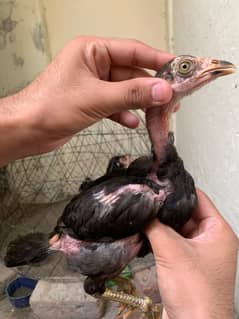 aseel chicks , thai chicks ,ganjee chicks,muska chicks for sale