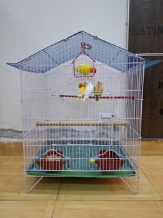Love bird beautiful 2 pairs