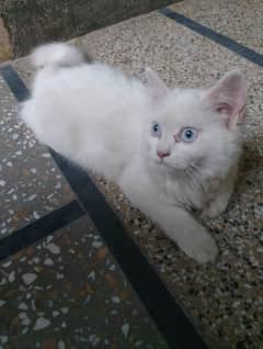 female Persian cat for sale