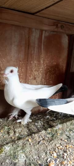 Pigeon Sale Fancy