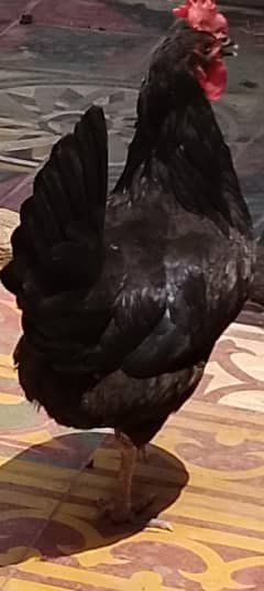 Australorp breeder for sale