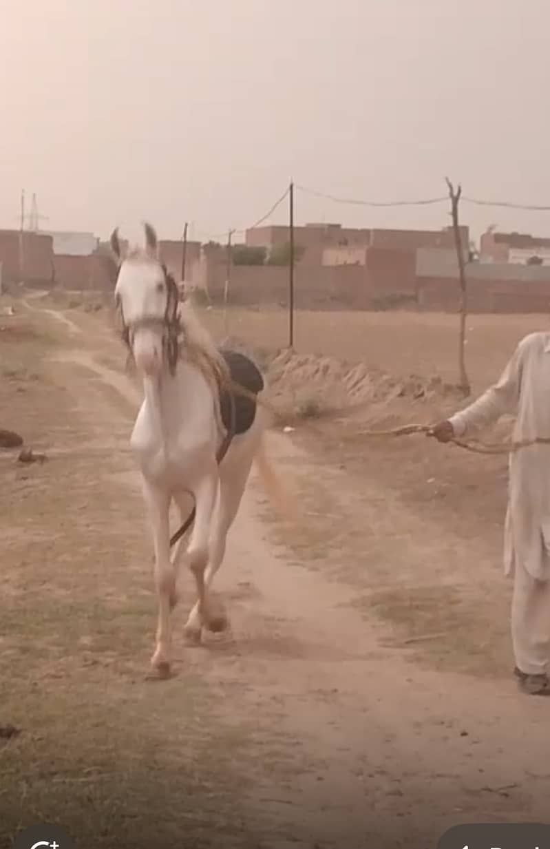 Horse / Nukhra / Desi Horse / گھوڑا / Desi Breed 3