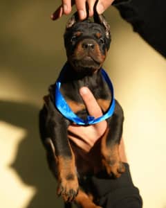 doberman