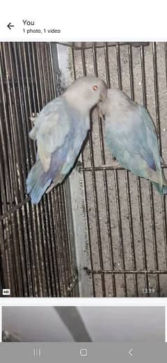 love birds