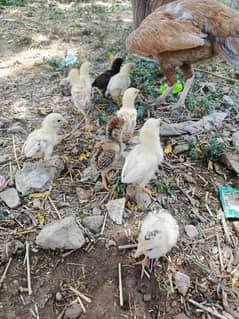 aseel chuzy or pathy pathiyn for sale