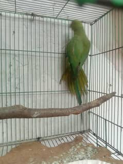 green Parrot for sale 03054636833