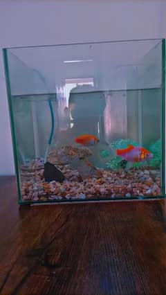 Small aquarium for sale with fishes and pump