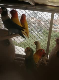 MIX LOVE BIRD