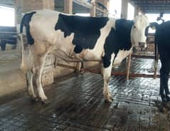 NEAR TO AI HEIFERS  & CLOSE UP COWS FOR SALE
