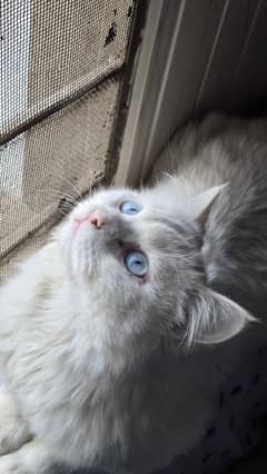 Persian Male Cat