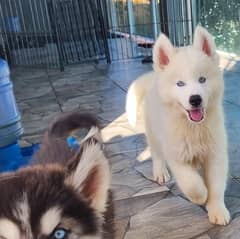 husky puppies available