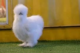 White silky and  white bentum male for sale